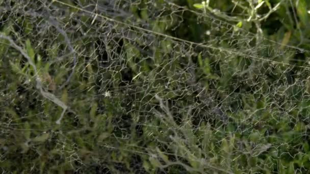 집단을 이루는 거미들 속에서 거미줄을 남아프리카 공화국 코끼리 — 비디오