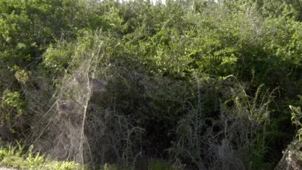 Gemeenschappelijke Spinnen Draaien Een Web Het Bos Addo Elephant National — Stockvideo