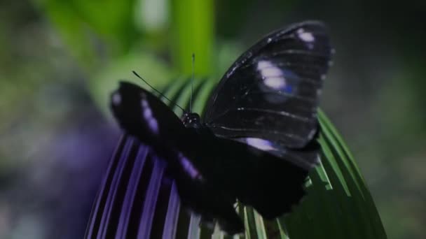 色の影響を受けずにデイジーの花で美しい青い絹のモーフチョウの羽を開く — ストック動画