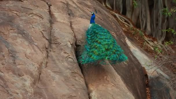 Close Tiro Indian Blue Peacock Andando Safári Selvagem Sul Índia — Vídeo de Stock