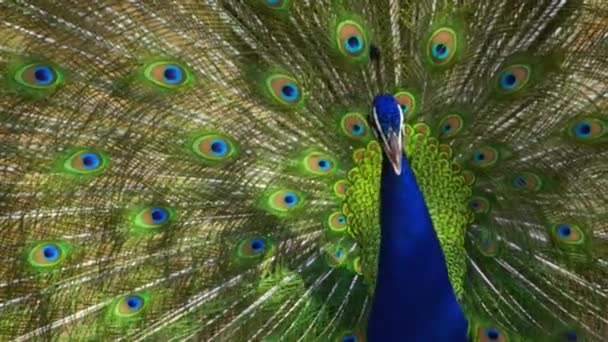 Close Shot Indian Blue Peacock Dancing His Feathers Fully Open — Stock Video