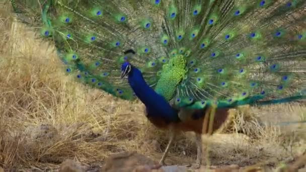 インドの青い孔雀のダンスのショットを閉じます彼の羽で完全に女性を引き付けるために開いて 南インド — ストック動画