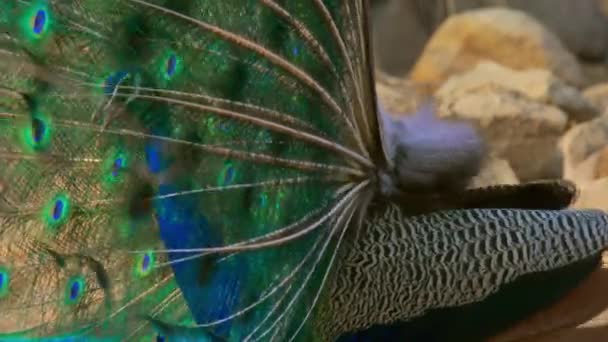 Blisko Ujęcia Indyjskiego Niebieskiego Pawia Tańczącego Otwartymi Piórami Aby Przyciągnąć — Wideo stockowe