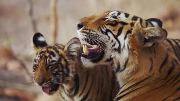 Крупним Планом Королівський Бенгальський Тигр Грає Дитинчатами Дикій Природі — стокове відео