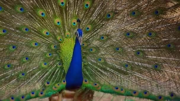 Close Shot Indian Blue Peacock Dançando Com Suas Penas Totalmente — Vídeo de Stock