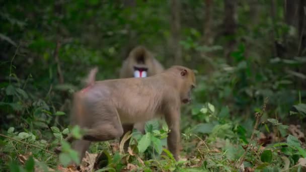 森のマンドリル マンドリルス スフィンクス アフリカのサバンナ ボツワナ — ストック動画