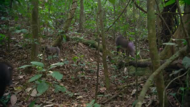 Mandrill Mandrillus Sphinx Dans Forêt Savane Africaine Botswana — Video