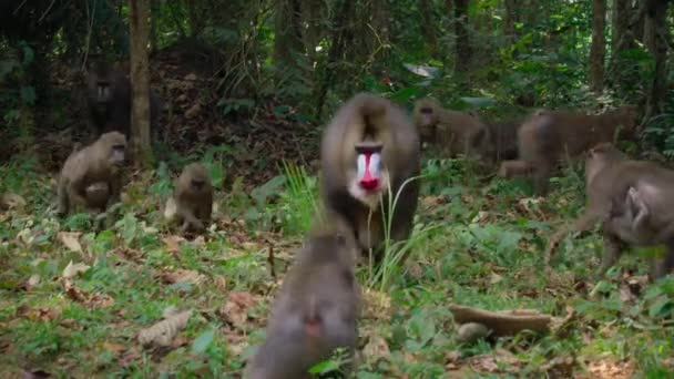 Mandrill Mandrillus Sphinx Skogen Afrikansk Savann Botswana — Stockvideo