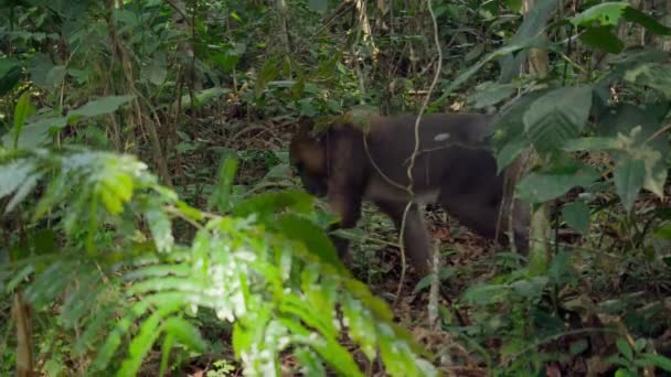 森のマンドリル マンドリルス スフィンクス アフリカのサバンナ ボツワナ — ストック動画