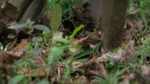 Mandrill Mandrillus Sphinx Wald Afrikanische Savanne Botswana — Stockvideo