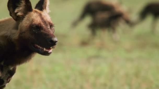 Gespot Hyena Crocuta Crocuta Maaltijd Wandelen Het Park Amboseli Kenia — Stockvideo