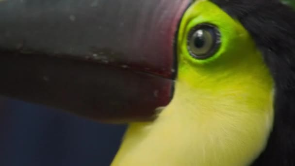 Kosta Rika Bir Ağaçta Meyve Yiyen Sarı Boğazlı Tukan Kapat — Stok video