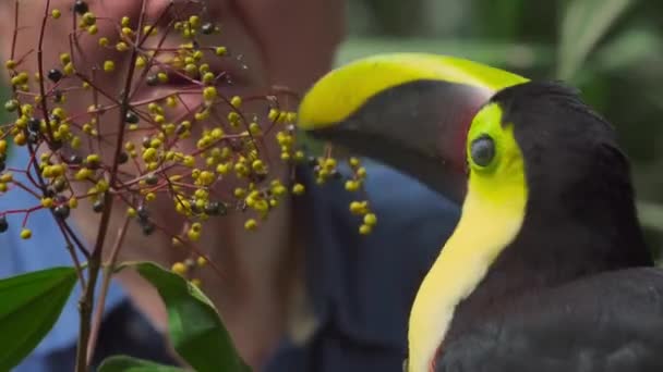 Закритий Жовтуватий Тукан Їсть Ягоди Дереві Коста Рика — стокове відео