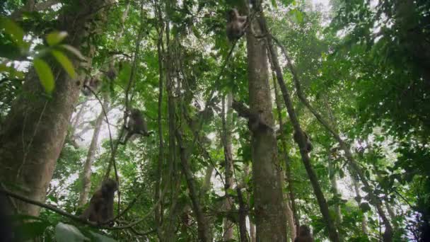森のマンドリル マンドリルス スフィンクス アフリカのサバンナ ボツワナ — ストック動画