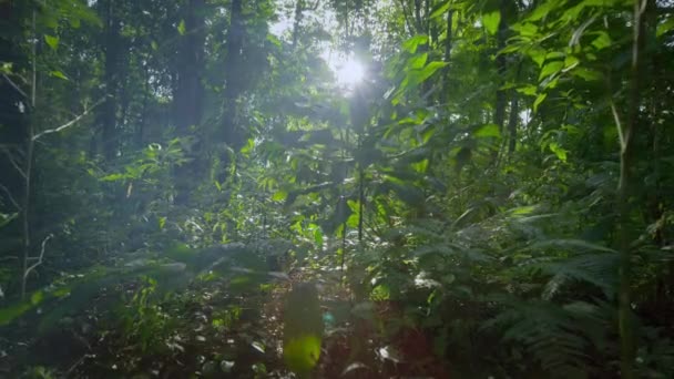 Blick Auf Berge Tropischen Regenwald Mit Wolken Nebel Und Sonnenstrahlen — Stockvideo