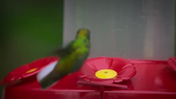 栖息蜂鸟 哥斯达黎加热带雨林鸟类饲料库中的异型热带鸟类 — 图库视频影像