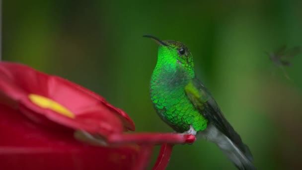 Sätter Upp Kolibri Exotiska Tropiska Fåglar Fågelfoder Regnskogen Costa Rica — Stockvideo