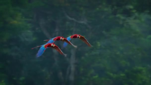 Kleurrijke Vliegende Macaw Tropisch Boslandschap — Stockvideo