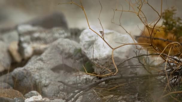 Ralentissement Colibri Costa Juvénile Mâle Femelle Volant Ensemble Dans Désert — Video