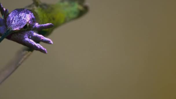 Close Juvenile Male Costa Hummingbird Flying Slowmotion Desert American Southwest — Stock Video