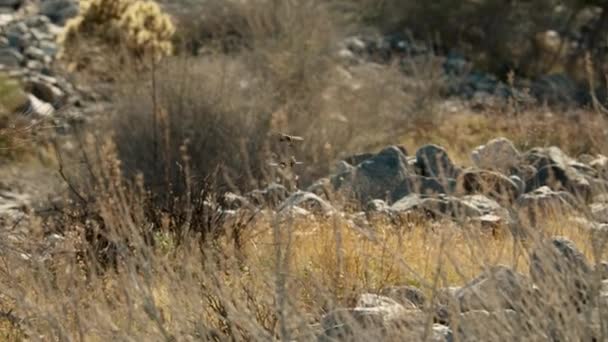 Genç Erkek Dişi Costa Nın Sinekkuşunun Yavaşlaması Amerikan Güneybatısındaki Çölde — Stok video
