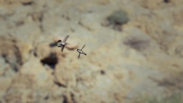 科斯塔蜂鸟幼鸟在美国西南部沙漠中的慢动作 — 图库视频影像