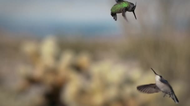 Lento Movimiento Del Colibrí Juvenil Masculino Femenino Costa Volando Juntos — Vídeo de stock