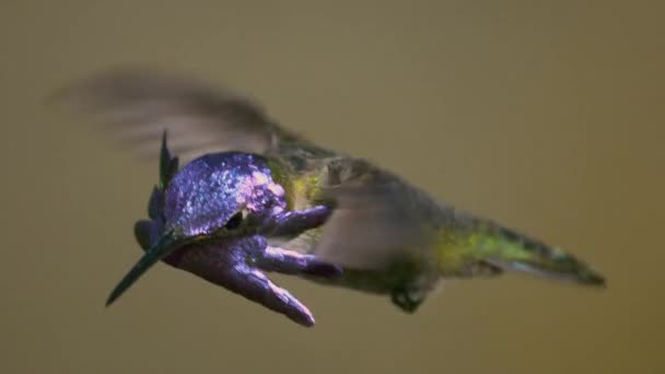 Primer Plano Del Colibrí Masculino Juvenil Costa Volando Cámara Lenta — Vídeo de stock