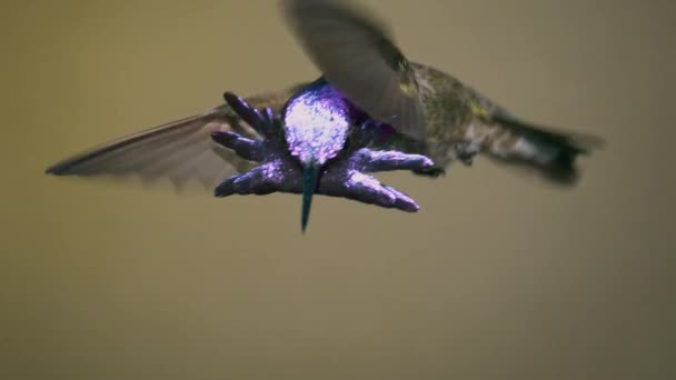 Close Hummingbird Masculino Juvenil Costa Voando Lentidão Deserto Sudoeste Americano — Vídeo de Stock