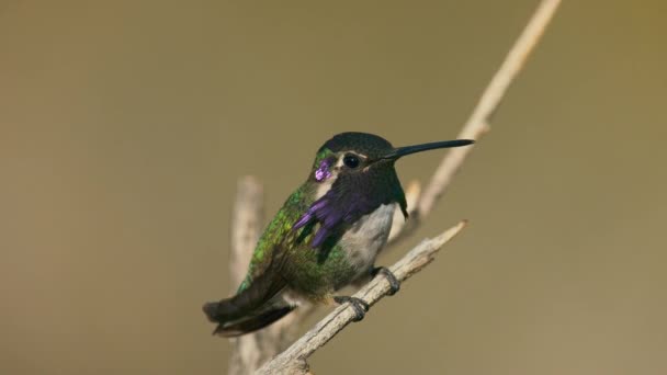 Close Hummingbird Masculino Costa Juvenil Sentado Brunch Slow Motion Deserto — Vídeo de Stock