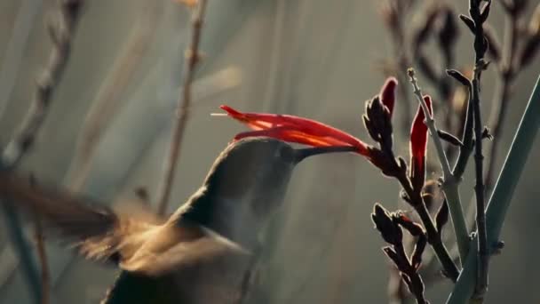 Slowmotion Ung Hane Costa Kolibri Besöker Några Röda Yucca Blommor — Stockvideo