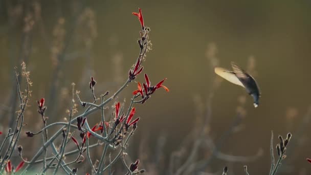 Spowolnienie Młodocianego Samca Kolibra Costa Odwiedza Kilka Czerwonych Kwiatów Juki — Wideo stockowe