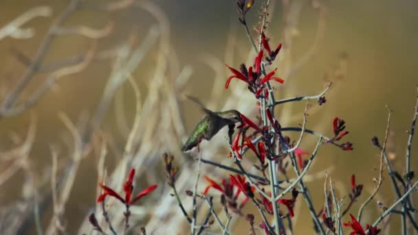 一只幼年雄性科斯塔蜂鸟的慢动作在清晨的阳光下拜访了一些红豆花 — 图库视频影像