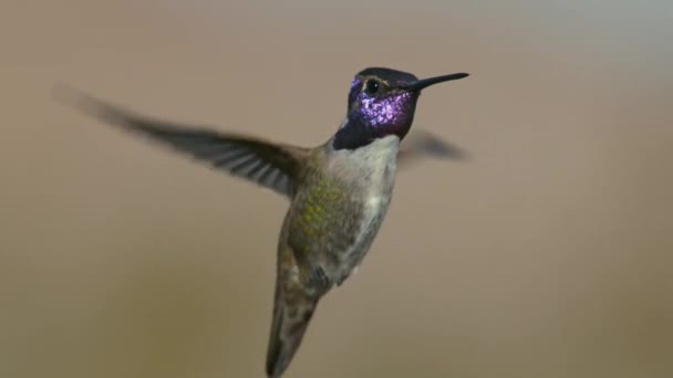 Primer Plano Del Colibrí Masculino Juvenil Costa Volando Cámara Lenta — Vídeo de stock