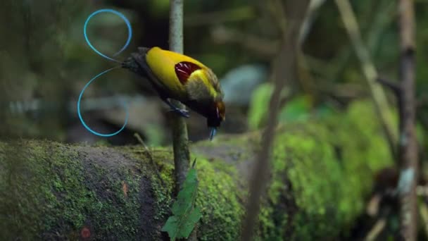 Magnificent Bird Paradise Cicinnurus Magnificus Cleaning Floor Forests New Guinea — Stock Video
