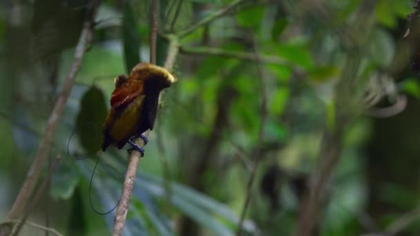 Magnificent Bird Paradise Cicinnurus Magnificus Dancing Forests New Guinea Indonesia — Stock Video