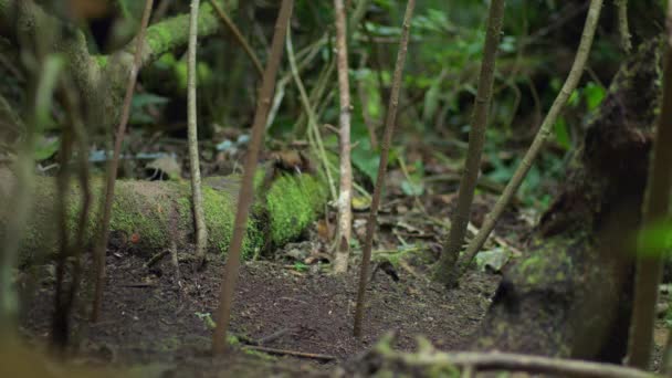 Nádherný Ráj Ptáků Cicinnurus Magnificus Čistí Podlahu Lesích Nové Guineje — Stock video
