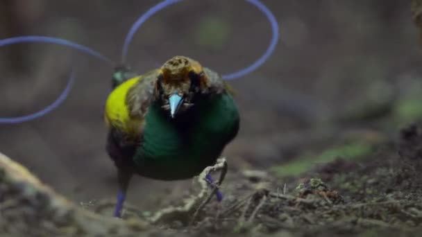 Den Magnifika Fågel Paradis Cicinnurus Magnificus Rengöring Golvet Skogarna Nya — Stockvideo