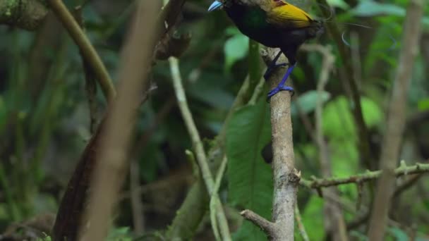 Csodálatos Madár Paradise Cicinnurus Magnificus Tisztítja Padlót Erdők Guinea Indonézia — Stock videók