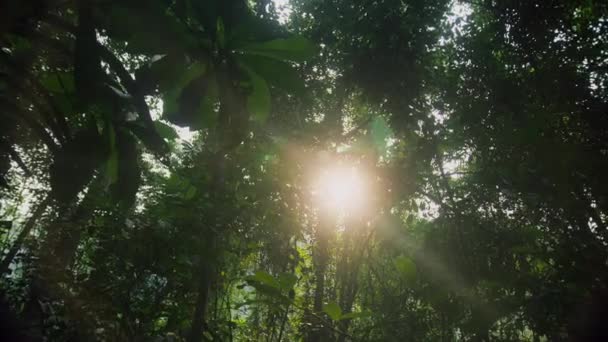 Veduta Baldacchino Impenetrabile Nella Fitta Foresta Pluviale Della Giungla Papua — Video Stock