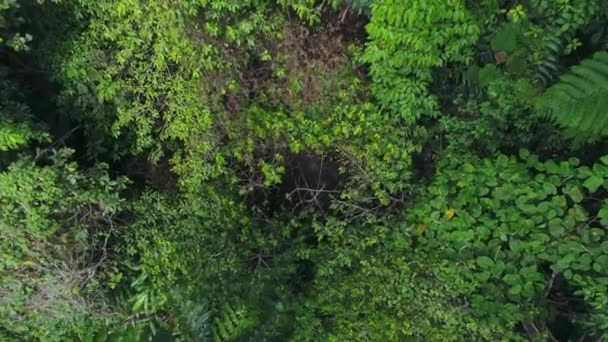 Widok Nieprzenikniony Baldachim Gęstym Lesie Deszczowym Dżungli Papua Zachodnia Indonezja — Wideo stockowe