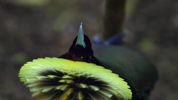 Wspaniały Rajski Ptak Cicinnurus Magnificus Tańczący Lasach Nowej Gwinei Indonezja — Wideo stockowe