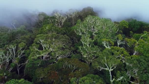 Vedere Baldachinului Impenetrabil Pădurea Tropicală Densă Din Junglă West Papua — Videoclip de stoc