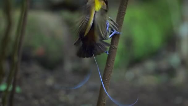 Magnificent Bird Paradise Cicinnurus Magnificus Dancing Forests New Guinea Indonesia — Stock Video