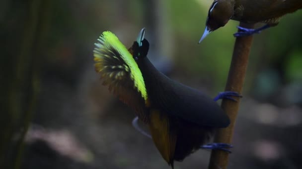 在印度尼西亚新几内亚森林中跳舞的华丽的天堂鸟 Cicinnurus Magnificent — 图库视频影像