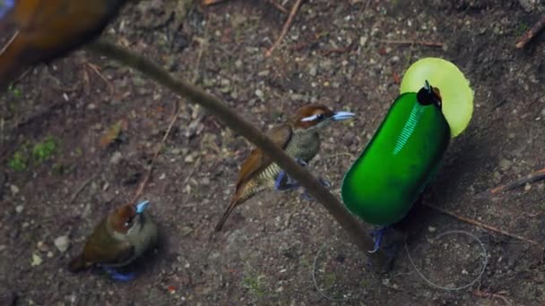 Великолепная Райская Птица Cicinnurus Magnificus Танцует Лесах Новой Гвинеи Индонезия — стоковое видео