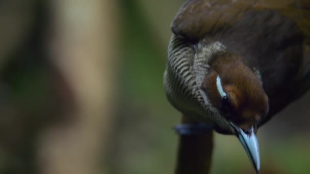Der Prächtige Paradiesvogel Cicinnurus Magnificus Tanzt Den Wäldern Neuguineas Indonesien — Stockvideo