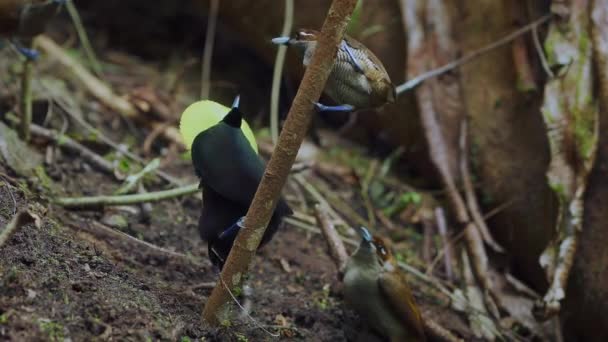 在印度尼西亚新几内亚森林中跳舞的华丽的天堂鸟 Cicinnurus Magnificent — 图库视频影像
