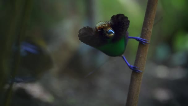 Den Magnifika Paradisfågeln Cicinnurus Magnificus Dansar Skogarna Nya Guinea Indonesien — Stockvideo