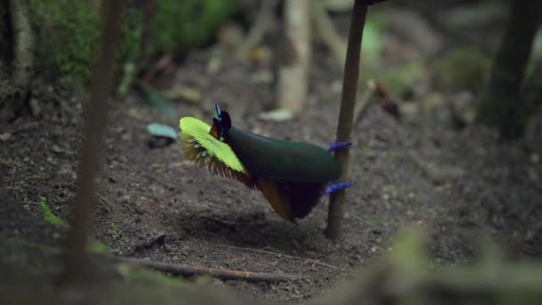 Magnífico Paraíso Das Aves Cicinnurus Magnificus Dançando Nas Florestas Nova — Vídeo de Stock